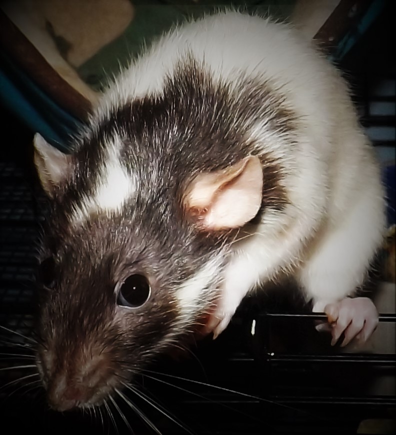 Tales from the House of the Hooded Rat